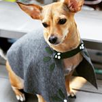  Lulu is officially ready for the cold with her new No-Sew Doggie Cape! It's super easy to make and no sewing skills needed. Check it on the blog! #wellmadeheart #lulu #dogsofinsta #chihuahua #cape #nosew #sewing #dogclothes #crafts #felt #ironon #makeallthethings #dspetstyle 