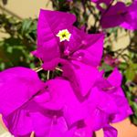  Happy March 1st! Guatemala technically doesn't have a spring season but the flowers don't know that! The purple flowers are in full bloom and look amazing. They're ready for this #lent season! #landofeternalspring #nofilter 