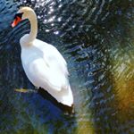  Saw this beaut at the pond today with 3yr old Harry.. Here's a fun fact about Swans: "Swans are highly intelligent and remember who has been kind to them, or not." . Welp, Harry... I know you didn't mean to ruffle any feathers but I don't think he appreciated that stick-throwing game you had going on... Don't think we'll be asked back to the pond for a while. . . No matter though Harry, you totally sWON..🦆 . #swan #instanature #whiteswan #swanlake #babysitting #boyswillbeboys #wmh #spring #liveauthentic 