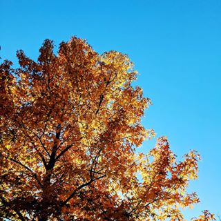 Gratitude for the boundless goodness of life...
⠀⠀⠀⠀⠀⠀⠀⠀⠀
⠀⠀⠀⠀⠀⠀⠀⠀⠀
I think this fall has been one of the prettiest I've seen in a while ♥️... ⠀⠀⠀⠀⠀⠀⠀⠀⠀
⠀⠀⠀⠀⠀⠀⠀⠀⠀ #planoly #theeverygirl #chasinglight #peoplescreatives #realfolklife #makemoments #livethelittlethings #liveauthentic #pursuepretty #creativityfound #choosejoy #thatsdarling #craftsofinstagram #crafts #diy #makersgonnamake #createeveryday #fallcolors #autumn